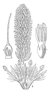 Farklı parçalar ve Stilbe Stilbe Pinastra olarak da bilinir, vintage çizim bölümünü gösteren veya illüstrasyon oyma bir resim.