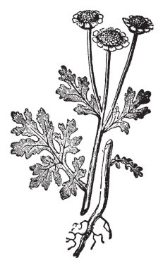 Bir resim Feverfew, olarak da bilinen krizantem Parthenium gösteriyor. Bu bitki papatya ailesine ait. Bir geleneksel tıbbi bitki, vintage çizgi çizme veya oyma illüstrasyon.