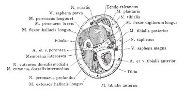 Bölüm beş santim daha düşük sonu fibula, vintage çizgi çizme veya oyma illüstrasyon üzerinden.
