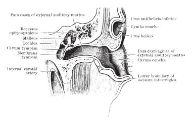 Bu resimde dikey bölüm, kulak, vintage çizgi çizme veya oyma illüstrasyon temsil eder..
