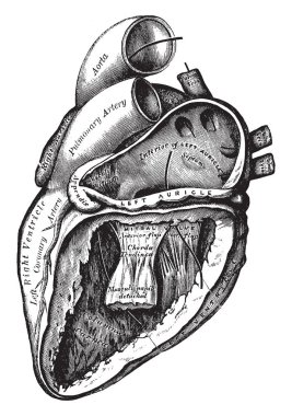 Bu diyagram sol Auricle ve ventrikül koydu açık, vintage çizgi çizme veya oyma illüstrasyon kalp çeşitli işlev temsil eder..