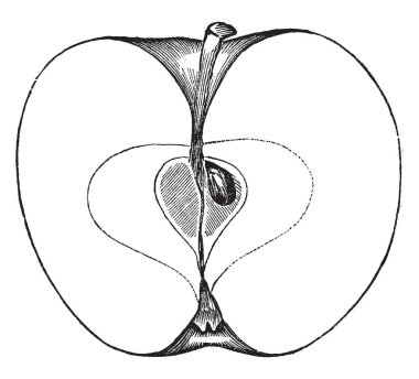 Bu görüntüde bir kesit kırmızı Kanada elma, vintage çizgi çizme veya oyma illüstrasyon olduğunu.