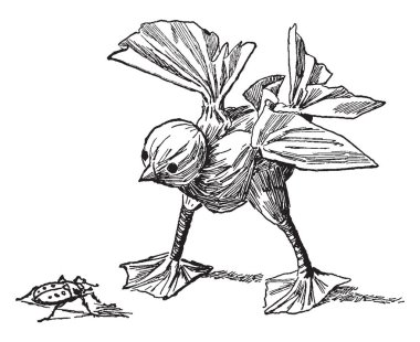 Kağıt mendil tavuk küçük bir küçük tavuk örnek alınarak, dekorasyon, vintage çizgi çizme veya oyma resimde kullanılan.