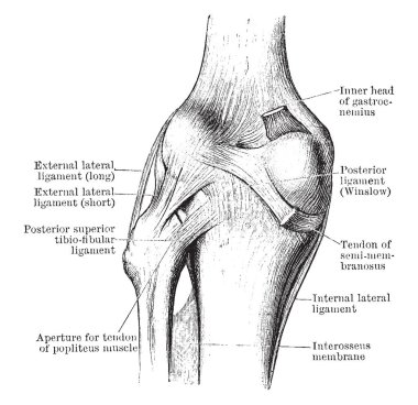 Bu resimde diseksiyon, diz eklem From arkasında, vintage çizgi çizme veya oyma illüstrasyon temsil eder..