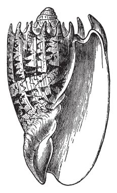Sands yakınındaki kıyı, vintage çizgi çizme veya oyma illüstrasyon Voluta Imperialis yaşamak.