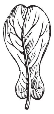 Bu çerçevede bir keman şeklinde yaprak vardır. Bu yaprak gibi keman şeklinde, yaygın olarak keman-yaprak feg denir. Bu bitkiler tropik, vintage çizgi çizme veya oyma illüstrasyon yerli vardır.