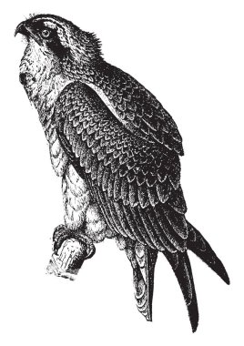 Balık şahin kanat, vintage çizgi çizme veya oyma illüstrasyon daha--dan 60 cm uzunluğunda ve 180 cm ulaşan orta bir raptor olduğunu.