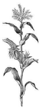 Mısır fidan bu çerçevede görülür. Bitki Mısır, vintage çizgi çizme veya oyma illüstrasyon olmalı.