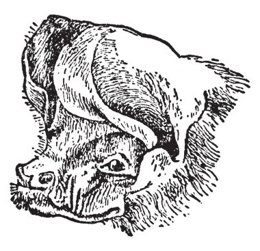 Ücretsiz kuyruklu yarasa Başkanı Güney, vintage çizgi çizme veya oyma resimde bulunan bir yarasa türdür.