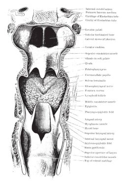 Bu resimde yutak duvarı, vintage çizgi çizme veya oyma illüstrasyon temsil eder..