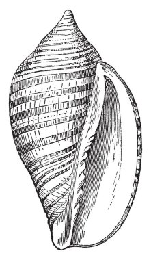 Voluta Vexillum canlı Sands yakınındaki kıyı, vintage çizgi çizme veya oyma illüstrasyon.