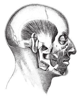 Bu resimde ağız, vintage çizgi çizme veya oyma illüstrasyon kasları temsil eder..