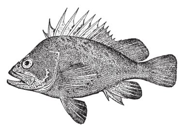 Scorpaenidae scorpionfish, vintage çizgi çizme veya oyma illüstrasyon ailedir quillback Rockfish.