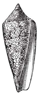 Konus Gloria Maris türlerin yanı sıra çok sayıda kişi, vintage çizgi çizme veya oyma illüstrasyon özellikle zengindir.
