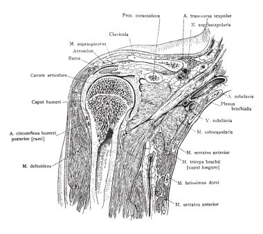 Orta hümeral kafa, vintage çizgi çizme veya oyma illüstrasyon yoluyla sağ omuz ön bölümü.
