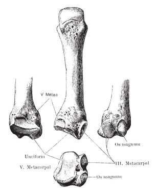 Bu örnek dördüncü metakarpal kemik, vintage çizgi çizme veya oyma illüstrasyon temsil eder..