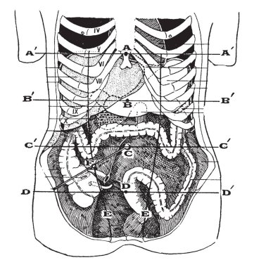 Karın iç organlar ile onların yüzey işaretler, vintage çizgi çizme veya oyma illüstrasyon ortalama konumunu gösteren
