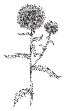 Güney küre Thistle çiçekli bitkidir. Yuvarlak üst kısmında, mavimsi çiçekler vardır; Dişli, vintage çizgi çizme veya oyma illüstrasyon yapraklar.