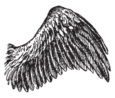 Bu diyagram kuş kanat, vintage çizgi çizme veya oyma illüstrasyon temsil eder..