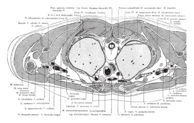 Bölüm hemen üstündeki ağız sapı sterni, vintage çizgi çizme veya oyma illüstrasyon.