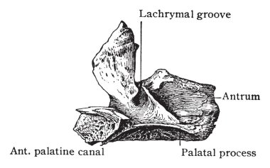 Bu örnekte Doğum, vintage çizgi çizme veya oyma illüstrasyon üst çene Mesial yüzeyi temsil eder.