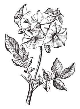 Bu bir görüntüdür önümüzdeki, patates fabrikasıdır. Çiçek küme kök üst kısmındadır. Kıllı, vintage çizgi çizme veya oyma illüstrasyon sapları vardır.