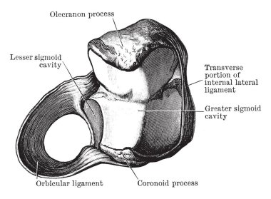 Bu resimde RADIUS, vintage çizgi çizme veya oyma illüstrasyon Orbicular bağ temsil eder..