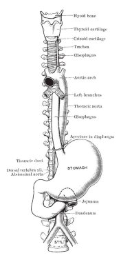 Bu diyagram tabii ki yemek borusu, vintage çizgi çizme veya oyma illüstrasyon temsil eder..