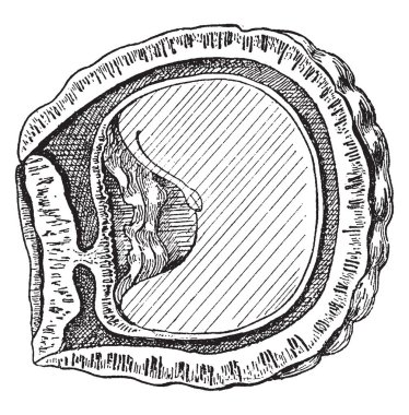 Bu Sawari fındık, meyve, vintage çizgi çizme veya oyma illüstrasyon lobları biri bir bölümünü gösteren bir görüntüdür.