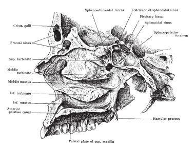 Bu resimde yan görünüm, kafatası gösterilen burun boşluğuna, vintage çizgi çizme veya oyma illüstrasyon temsil eder..