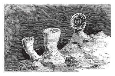 Deniz alt, vintage çizgi çizme veya oyma illüstrasyon bağlı Kupası mercan.