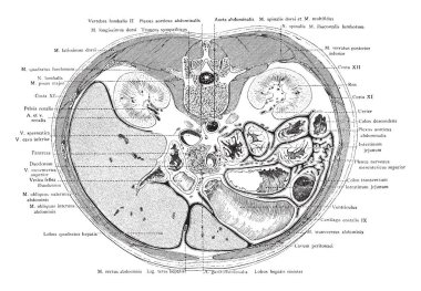 Bu resimde kesit gövde kostal Arch, vintage çizgi çizme veya oyma illüstrasyon aracılığıyla temsil eder..