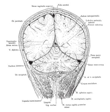 Parietal ve oksipital beyin lobları ve o serebellar hemisferlerin, vintage çizgi çizme geçerken veya illüstrasyon oyma başın ön bölüm.