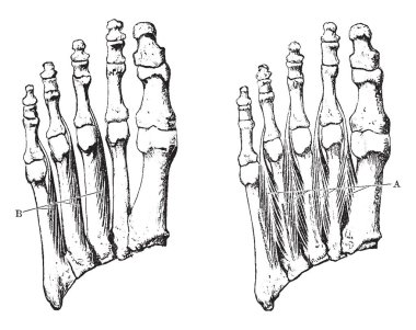 This illustration represents Interosseous Muscles of the Foot, vintage line drawing or engraving illustration. clipart