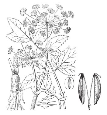 A picture is showing the different parts of Archangelica officinalis also known as Garden Angelica which is a flowering plant in the Apiaceae family, vintage line drawing or engraving illustration. clipart