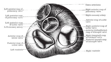 Bu diyagram kalp, vintage çizgi çizme veya oyma illüstrasyon ventrikül temsil eder..