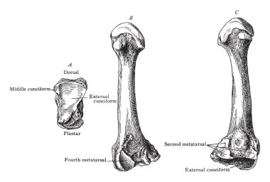 Bu resimde üçüncü Metatarsal, vintage çizgi çizme veya oyma illüstrasyon temsil eder.