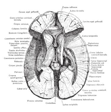 Bazal gangliyon üçüncü ventrikül ve bitişik yapılar yukarıdan izlendi gösteren beyin, vintage çizgi çizme veya oyma illüstrasyon diseksiyon.