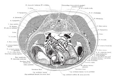 Bu örnekte ilk sakral omur, vintage çizgi çizme veya oyma illüstrasyon gövde kesiti temsil eder..