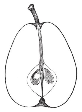 Washington armut yan görünüm, vintage çizgi çizme veya oyma illüstrasyon ile bu.