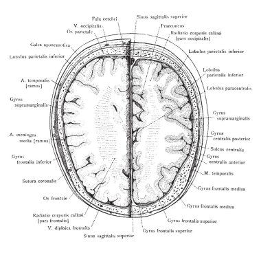 Bölüm Başkanı Ayrıca kenarlık, vintage çizgi çizme veya oyma illüstrasyon yukarıda 3 cm.