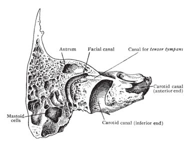 Bu resimde Sagittal bölümü aracılığıyla Temporal kemik, vintage çizgi çizme veya oyma illüstrasyon temsil eder..