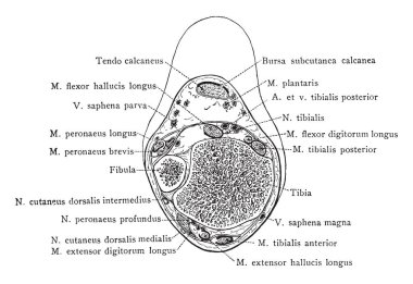 Bir inç harici fibula, vintage çizgi çizme veya oyma illüstrasyon yukarıda Bölüm.