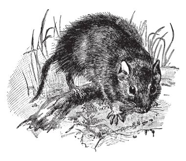 Schizodon Güney Amerika octodont kemirgen, vintage çizgi çizme veya oyma illüstrasyon bir cinsidir.