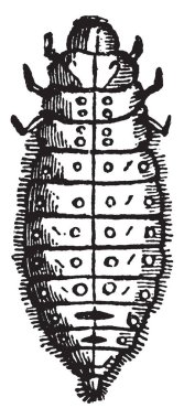 Lina Populi aile Chrysomelidae, vintage çizgi çizme veya oyma resimde olan.