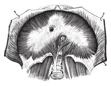 Bu resimde diyafram görüntülendi vintage çizgi çizme veya oyma illüstrasyon aşağıdan, temsil eder.
