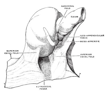 Bu resimde Honuman Fossa, vintage çizgi çizme veya oyma illüstrasyon temsil eder..