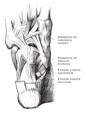 Bu resimde tek ayak, vintage çizgi çizme veya oyma illüstrasyon kaslarında temsil eder..