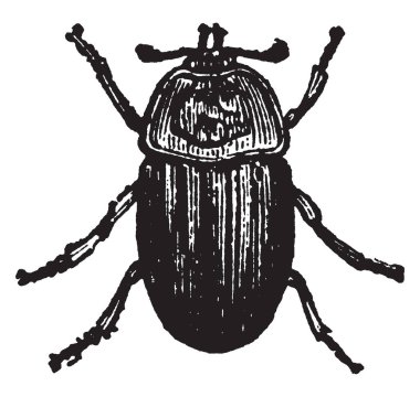 Silpha Thoracica nerede hayvanlar mürekkep cilt, vintage satır çizim veya illüstrasyon oyma.