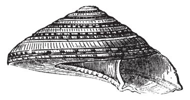 Her fırsatta helezon üst, vintage çizgi çizme veya oyma illüstrasyon kadar kenarını takip Solaryum Perpectivum.
